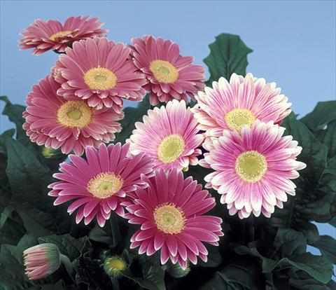 Photo de variété de fleurs à utiliser comme: Pot et Plante à massif Gerbera jamesonii Revolution Pink Green Centre