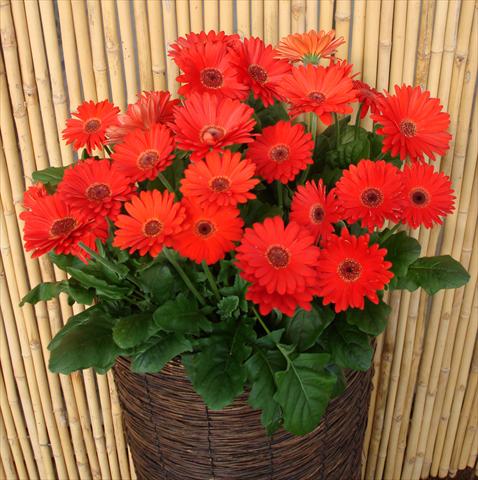 Photo de variété de fleurs à utiliser comme: Pot et Plante à massif Gerbera jamesonii Revolution Red Dark Centre