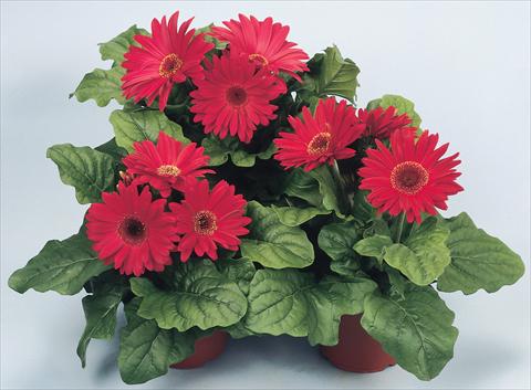 Photo de variété de fleurs à utiliser comme: Pot et Plante à massif Gerbera jamesonii Revolution Red Shades Dark Centre