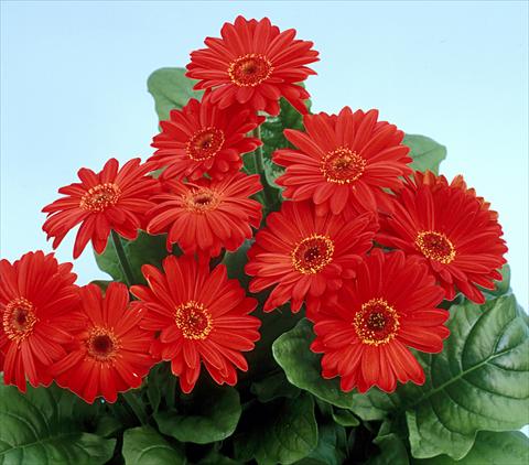 Photo de variété de fleurs à utiliser comme: Pot et Plante à massif Gerbera jamesonii Revolution Scarlet Dark Centre