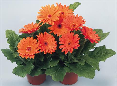 Photo de variété de fleurs à utiliser comme: Pot et Plante à massif Gerbera jamesonii Revolution Terracotta