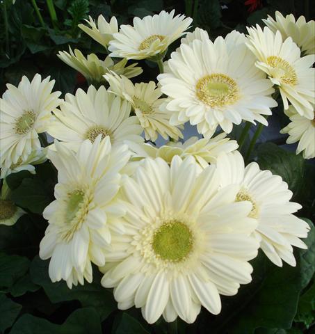 Photo de variété de fleurs à utiliser comme: Pot et Plante à massif Gerbera jamesonii Revolution White