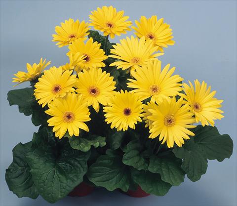 Photo de variété de fleurs à utiliser comme: Pot et Plante à massif Gerbera jamesonii Revolution Yellow Dark Centre