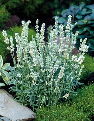Photo de variété de fleurs à utiliser comme: Pot et Plante à massif Lavandula angustifolia Ellagance Ice