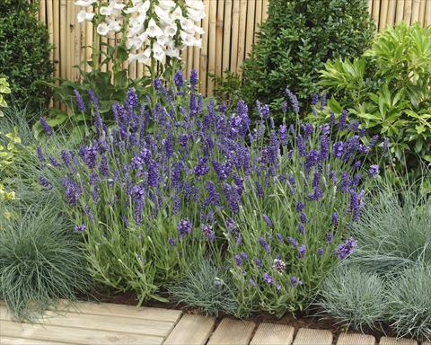Photo de variété de fleurs à utiliser comme: Pot et Plante à massif Lavandula angustifolia Ellagance Purple