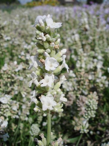 Photo de variété de fleurs à utiliser comme: Pot et Plante à massif Lavandula angustifolia Ellagance Snow