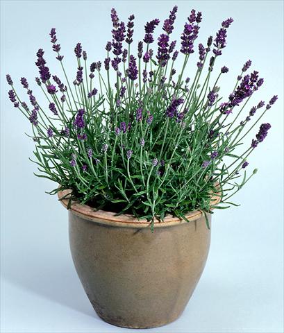 Photo de variété de fleurs à utiliser comme: Pot et Plante à massif Lavandula angustifolia Lavance Purple