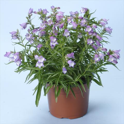 Photo de variété de fleurs à utiliser comme: Pot et Plante à massif Penstemon x mexicali Carillo Purple