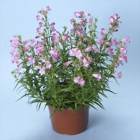 Photo de variété de fleurs à utiliser comme: Plante à massif/ plante de bordure Penstemon x mexicali Carillo Rose