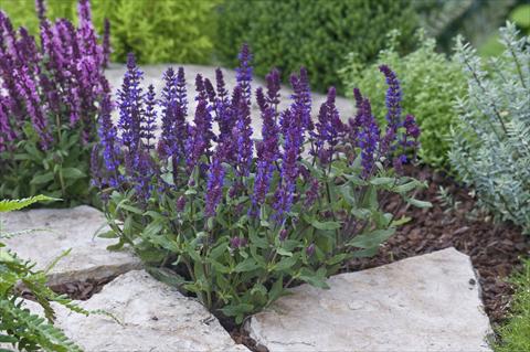 Photo de variété de fleurs à utiliser comme: Plante à massif/ plante de bordure Salvia nemorosa New Dimension Deep Blue