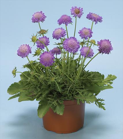 Photo de variété de fleurs à utiliser comme: Plante à massif/ plante de bordure Scabiosa columbaria Blue Note