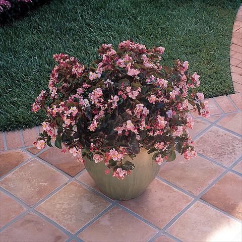 Photo de variété de fleurs à utiliser comme: Pot et Plante à massif Begonia x hybrida Baby Wing Pink