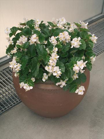 Photo de variété de fleurs à utiliser comme: Pot et Plante à massif Begonia x hybrida Baby Wing White