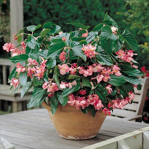 Photo de variété de fleurs à utiliser comme: Pot et Plante à massif Begonia x hybrida Dragon Wing Pink