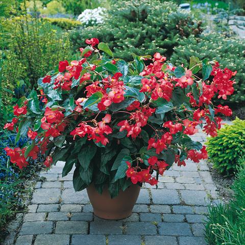 Photo de variété de fleurs à utiliser comme: Pot et Plante à massif Begonia x hybrida Dragon Wing Red