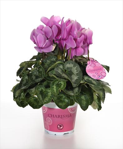 Photo de variété de fleurs à utiliser comme: Pot et Plante à massif Cyclamen persicum Charisma F1