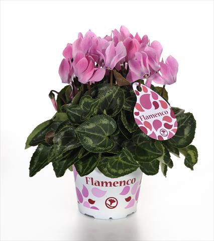 Photo de variété de fleurs à utiliser comme: Pot et Plante à massif Cyclamen persicum mini Mini Flamenco F1