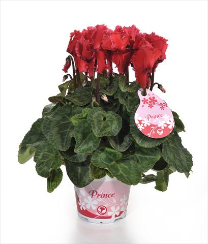 Photo de variété de fleurs à utiliser comme: Pot et Plante à massif Cyclamen persicum Prince F1