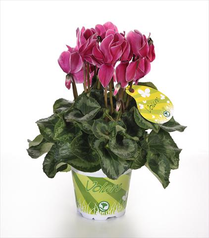 Photo de variété de fleurs à utiliser comme: Pot et Plante à massif Cyclamen persicum Volare Fantasia F1
