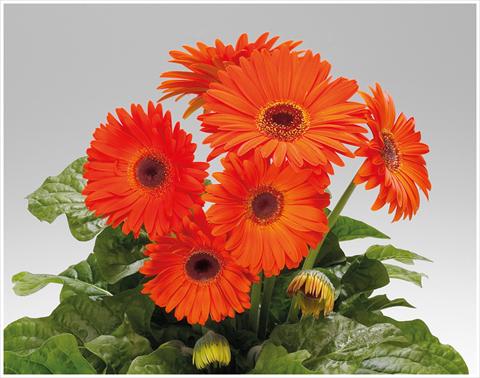 Photo de variété de fleurs à utiliser comme: Pot et Plante à massif Gerbera jamesonii Royal Deep Orange Dark Eye