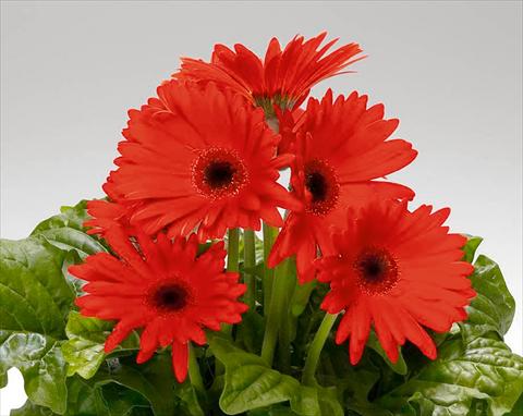 Photo de variété de fleurs à utiliser comme: Pot et Plante à massif Gerbera jamesonii Royal F1 Orange Scarlet dark Eye