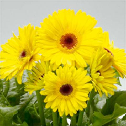 Photo de variété de fleurs à utiliser comme: Pot et Plante à massif Gerbera jamesonii Royal F1 Yellow dark eye