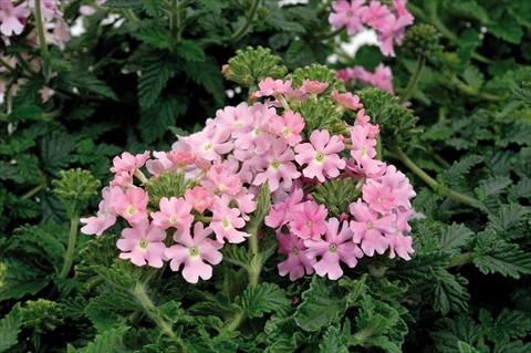 Photo de variété de fleurs à utiliser comme: Pot, patio, Suspension Verbena hybrida Shangri-La® Light Pink Scented