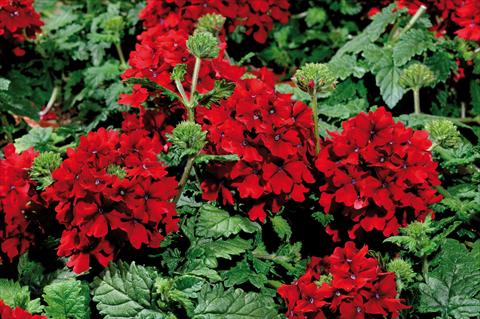 Photo de variété de fleurs à utiliser comme: Pot, patio, Suspension Verbena hybrida Shangri-La® Velvet Scarlet