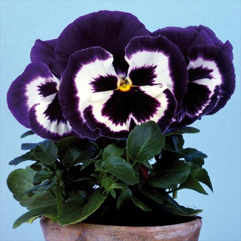 Photo de variété de fleurs à utiliser comme: Pot et Plante à massif Viola wittrockiana Big Sun F1 Blue Top
