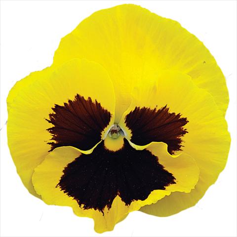 Photo de variété de fleurs à utiliser comme: Pot et Plante à massif Viola wittrockiana Big Sun F1 Yellow Blotch