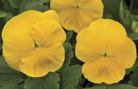 Photo de variété de fleurs à utiliser comme: Pot et Plante à massif Viola wittrockiana Big Sun F1 Yellow