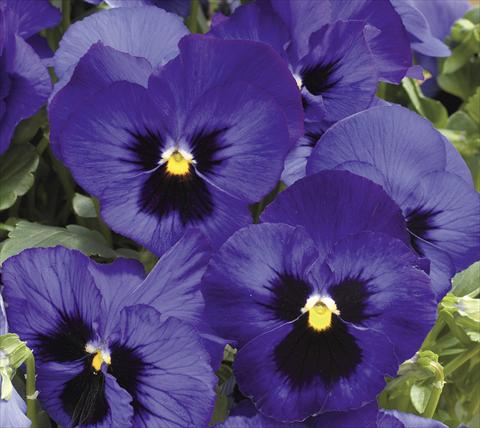 Photo de variété de fleurs à utiliser comme: Pot et Plante à massif Viola wittrockiana Moon Blue Blotch