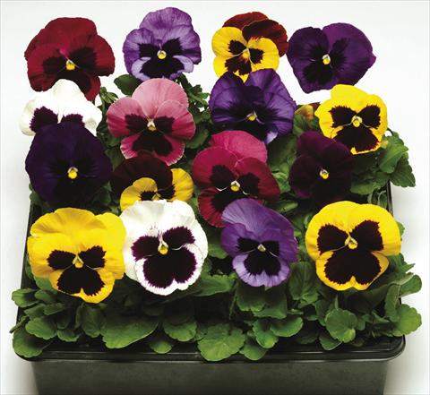 Photo de variété de fleurs à utiliser comme: Pot et Plante à massif Viola wittrockiana Moon Mix Blotch