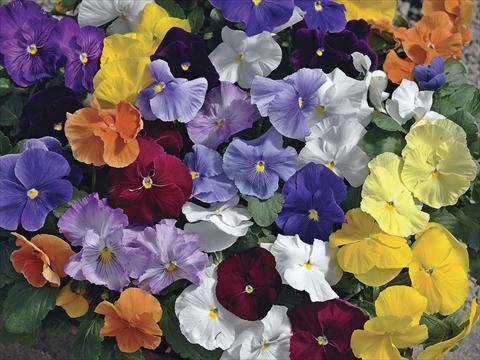 Photo de variété de fleurs à utiliser comme: Pot et Plante à massif Viola wittrockiana Moon Mix Clear Colours