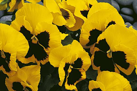 Photo de variété de fleurs à utiliser comme: Pot et Plante à massif Viola wittrockiana Moon Yellow Blotch
