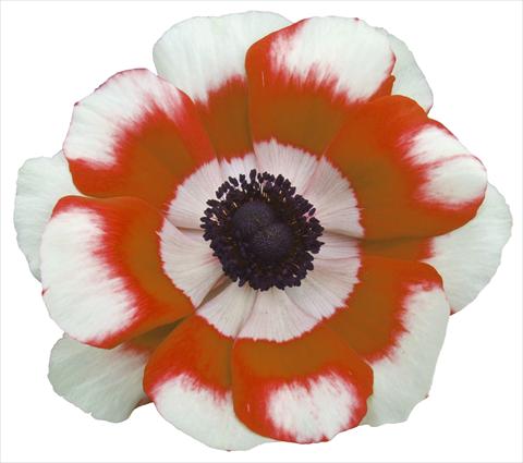 Photo de variété de fleurs à utiliser comme: Pot et Plante à massif Anemone coronaria L. Garden Mistral Plus® Bicolore intense
