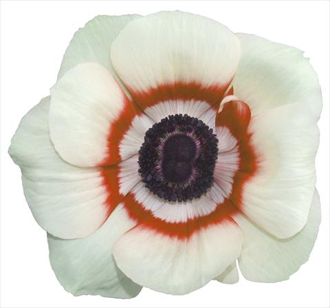 Photo de variété de fleurs à utiliser comme: Pot et Plante à massif Anemone coronaria L. Garden Mistral Plus® Bicolore soft