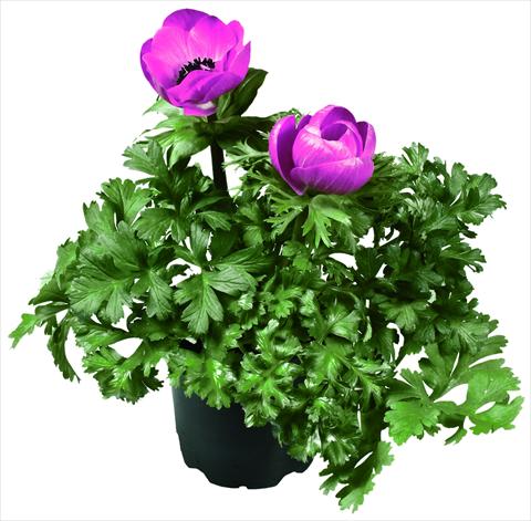 Photo de variété de fleurs à utiliser comme: Pot et Plante à massif Anemone coronaria L. Garden Mistral Plus® Fucsia