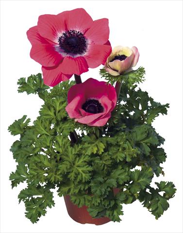 Photo de variété de fleurs à utiliser comme: Pot et Plante à massif Anemone coronaria L. Garden Mistral Plus® Rosa shocking
