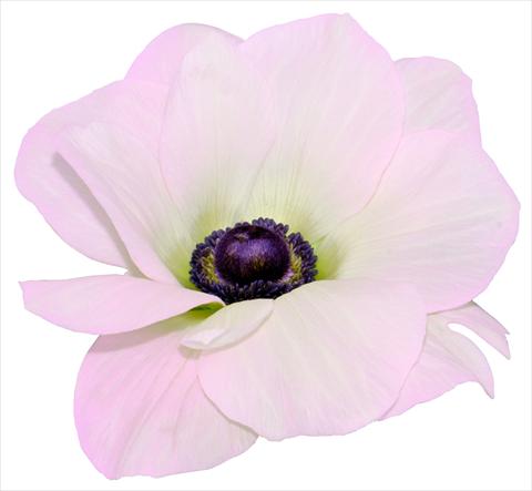 Photo de variété de fleurs à utiliser comme: Pot et Plante à massif Anemone coronaria L. Mistral® Rosa chiaro fioritura invernale