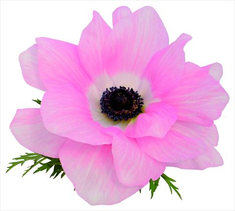 Photo de variété de fleurs à utiliser comme: Pot et Plante à massif Anemone coronaria L. Mistral® Rosa chiaro fioritura primaverile