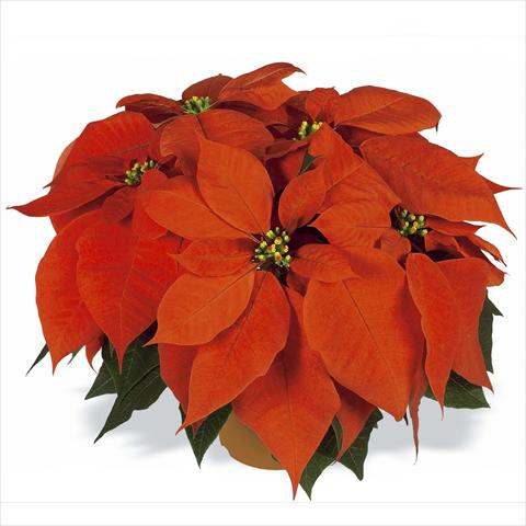 Photo de variété de fleurs à utiliser comme: Pot Poinsettia - Euphorbia pulcherrima RED FOX Flame