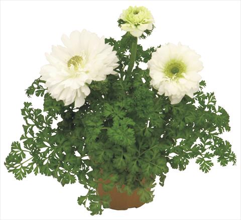 Photo de variété de fleurs à utiliser comme: Pot et Plante à massif Anemone coronaria L. Pandora® Bianco doppio