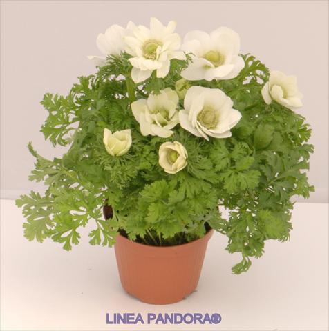 Photo de variété de fleurs à utiliser comme: Pot et Plante à massif Anemone coronaria L. Pandora® Bianco
