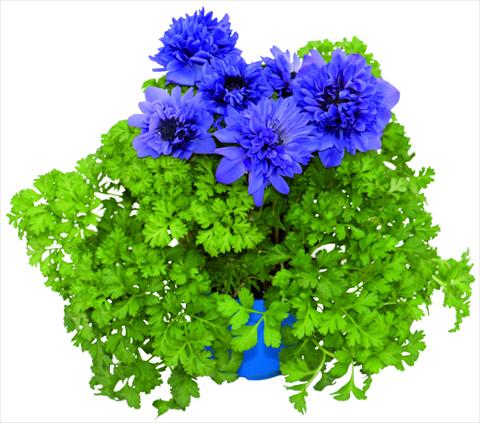 Photo de variété de fleurs à utiliser comme: Pot et Plante à massif Anemone coronaria L. Pandora® Blu doppio