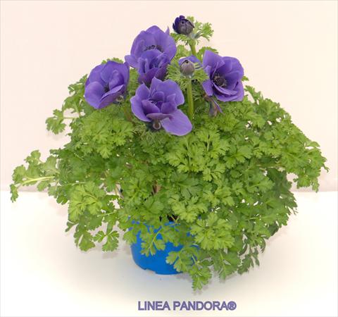 Photo de variété de fleurs à utiliser comme: Pot et Plante à massif Anemone coronaria L. Pandora® Blu