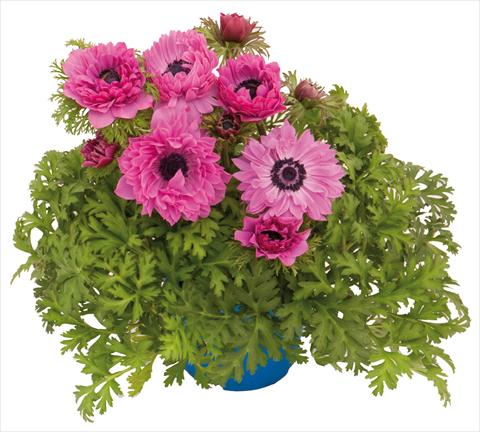 Photo de variété de fleurs à utiliser comme: Pot et Plante à massif Anemone coronaria L. Pandora® Fucsia doppio