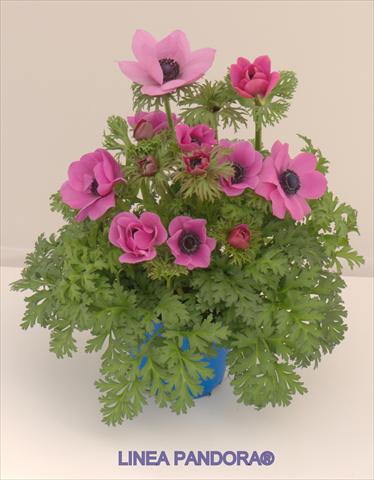 Photo de variété de fleurs à utiliser comme: Pot et Plante à massif Anemone coronaria L. Pandora® Fucsia