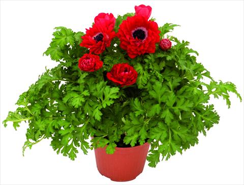 Photo de variété de fleurs à utiliser comme: Pot et Plante à massif Anemone coronaria L. Pandora® Rosso doppio
