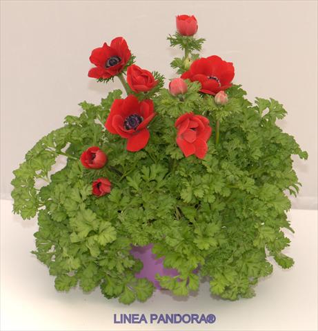 Photo de variété de fleurs à utiliser comme: Pot et Plante à massif Anemone coronaria L. Pandora® Rosso
